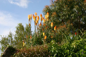 Red hot poker roof